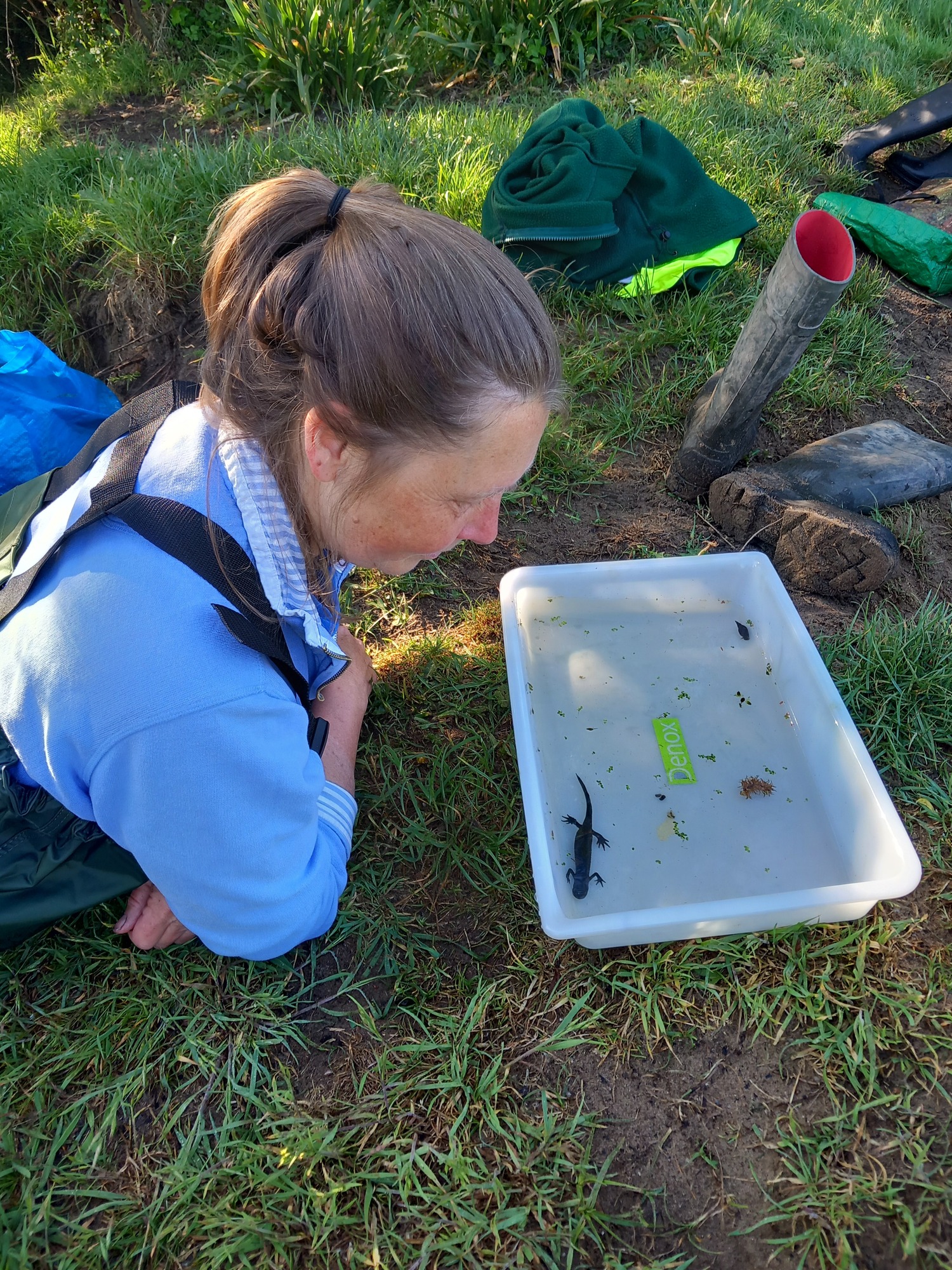 A member of the ranger team inspecting a Great Crested Newt swimming in a tub.