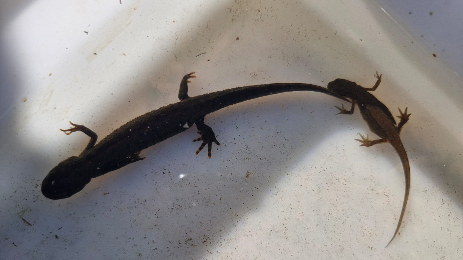 Two Great Crested Newts swimming in a tub.