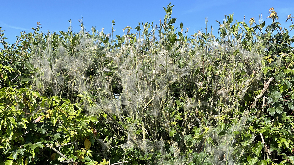 Ermine moth caterpillar webbing cast over shrubbery.