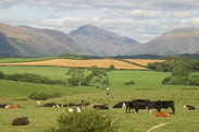 Countryside landscape featuring cows grazing in a field.