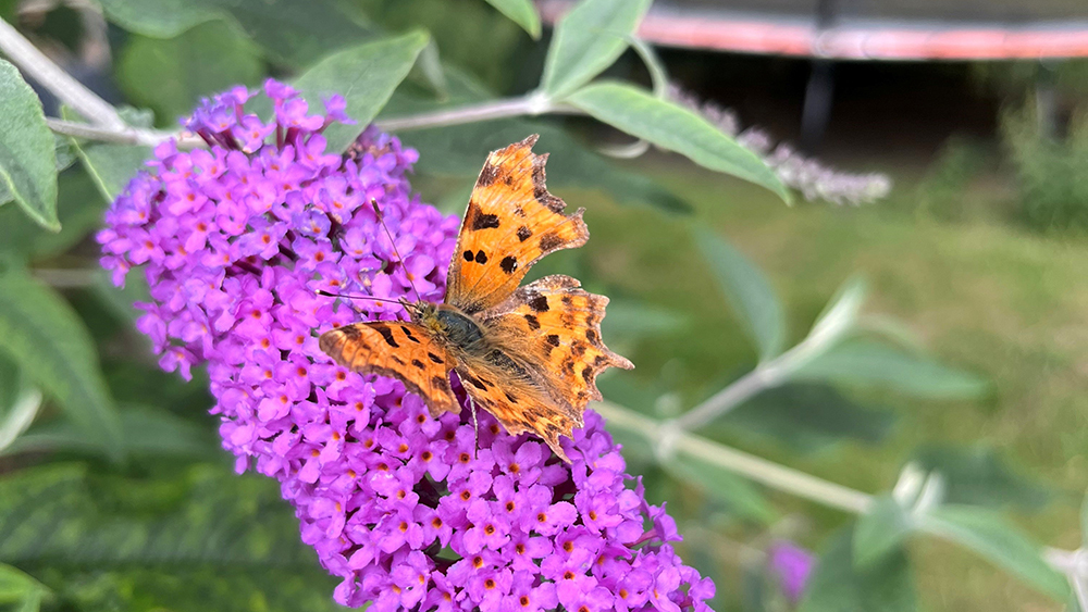 Comma Butterfly perched on a purple Buddleja flower in a Somerset garden.