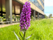 A purple Common Spotted Orchid at County Hall, Taunton.