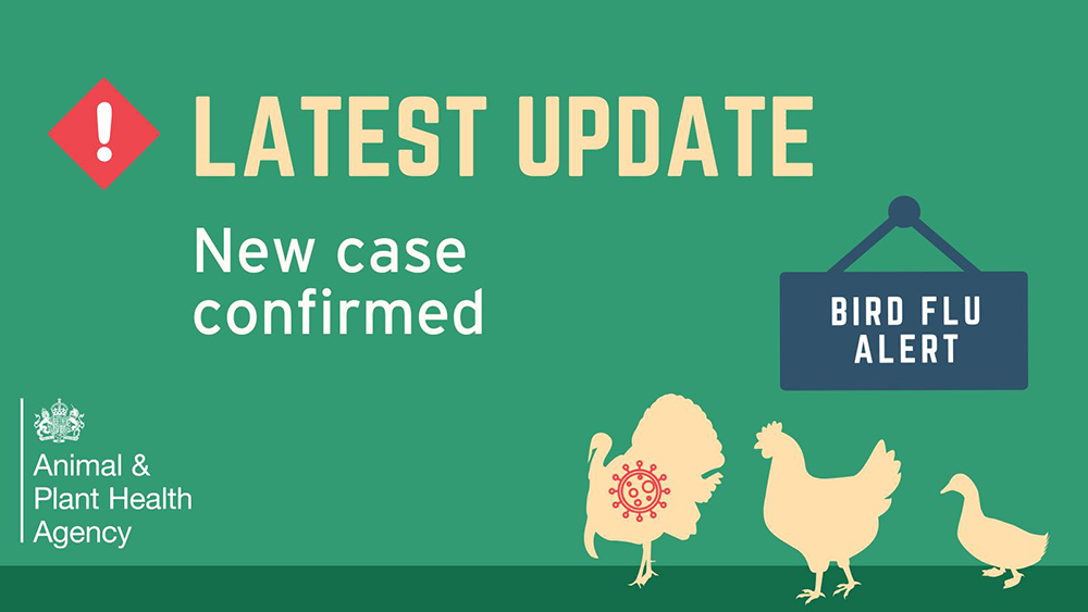 Latest update: New bird flu case confirmed with alert sign and Animal & Plant Health Agency logo on green background.