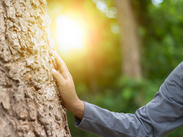 A person in a grey jacket touches the bark of a tree with sunlight filtering through the forest in the background.