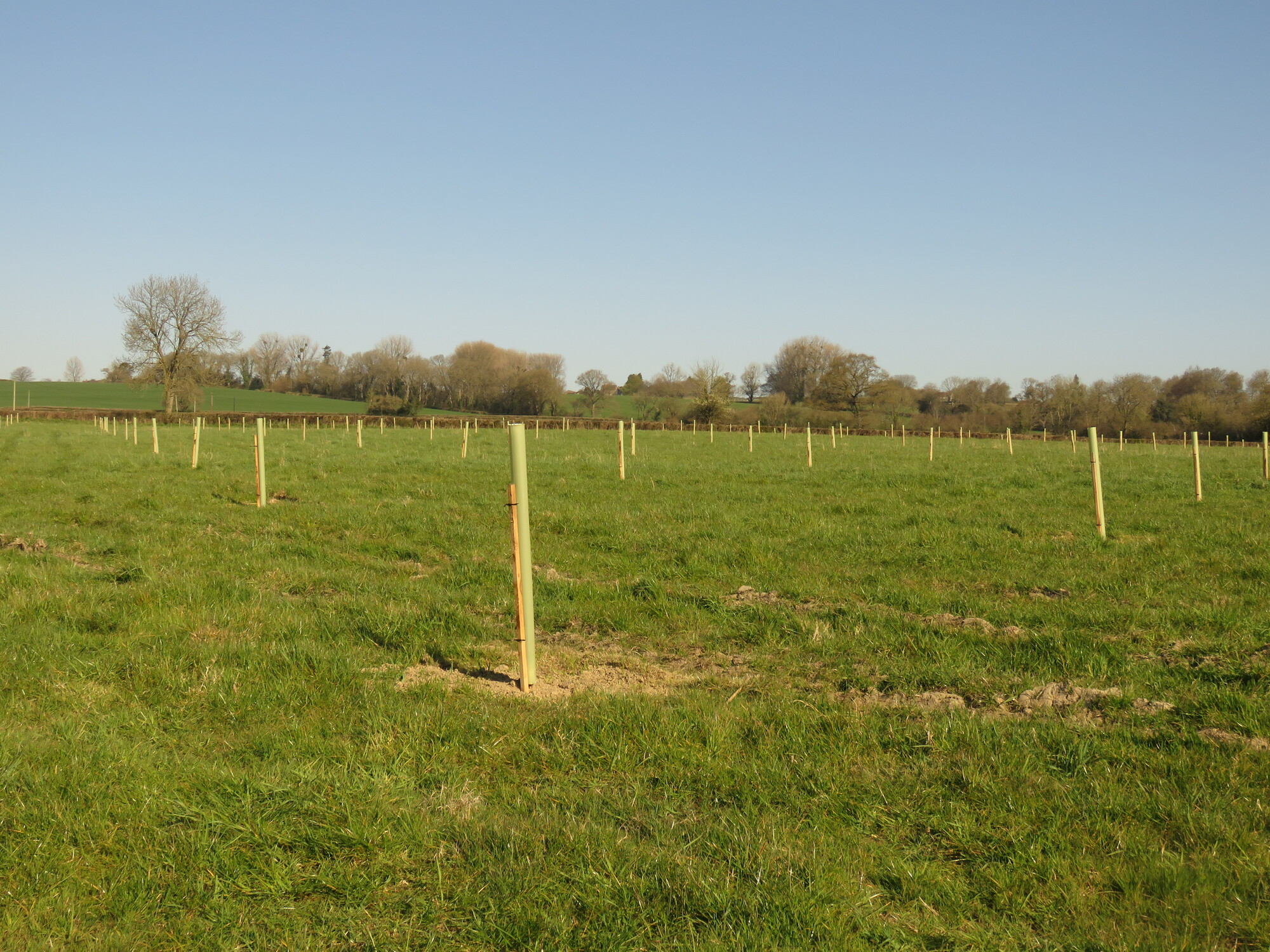 Orchard Planting at Yew Tree Farm