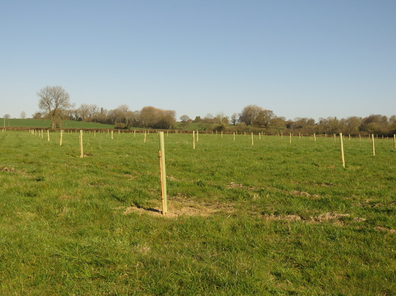 Orchard Planting at Yew Tree Farm