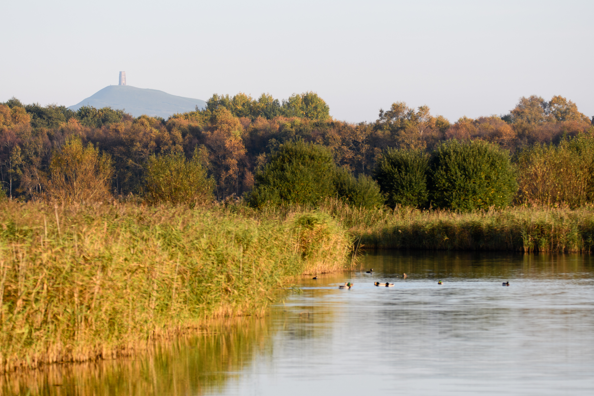 Ham Wall National Nature Reserve with Glastonbury Tor - Getty Images