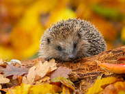 Wild, native hedgehog foraging on a fallen log in Autumn with colourful orange and yellow leaves.