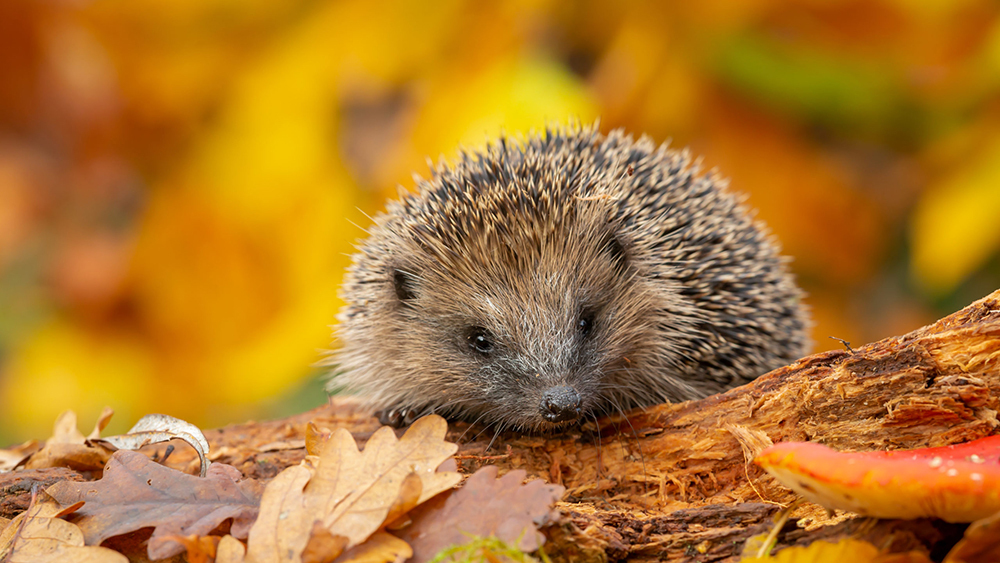 Wild, native hedgehog foraging on a fallen log in Autumn with colourful orange and yellow leaves.