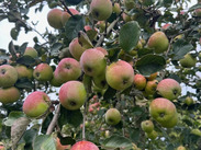 Photo of a tree with abundant apples taken during the Waste Service team's volunteering day at Magdalen Farm environmental trust, Winsham.