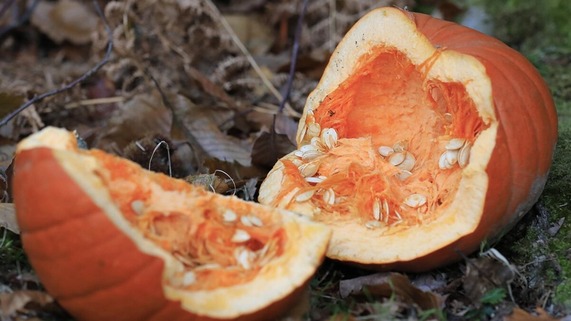 Broken pumpkin on the ground showing seeds and fibrous orange flesh among dry leaves outdoors.