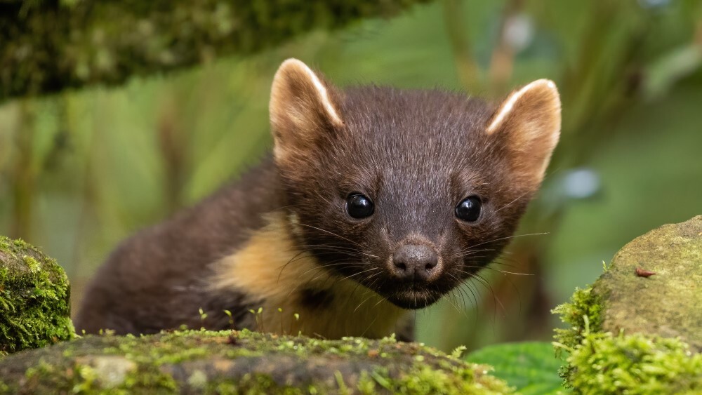 Close-up of a Pine Marten peering through moss-covered rocks in a woodland setting.