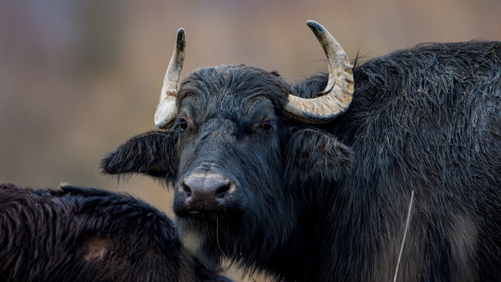 Close-up of a Water buffalo with curved horns and dark shaggy coat standing in a natural outdoor setting.