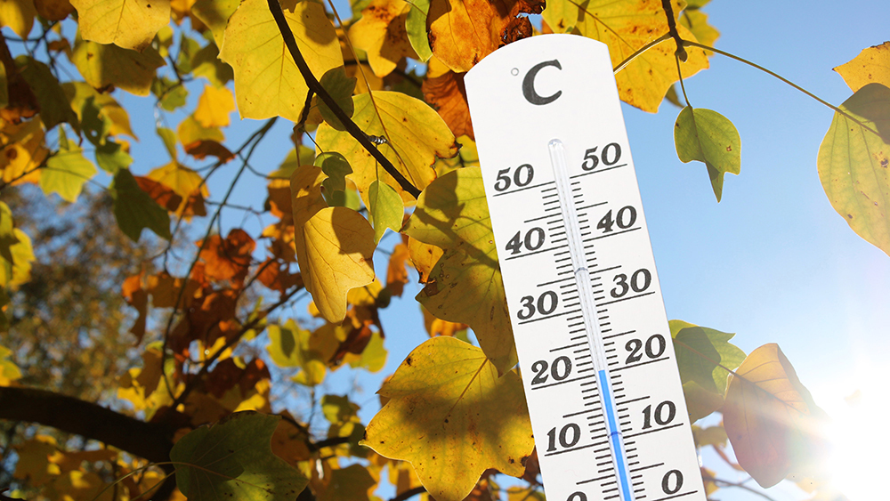 Thermometer in front of an autumn coloured tree.