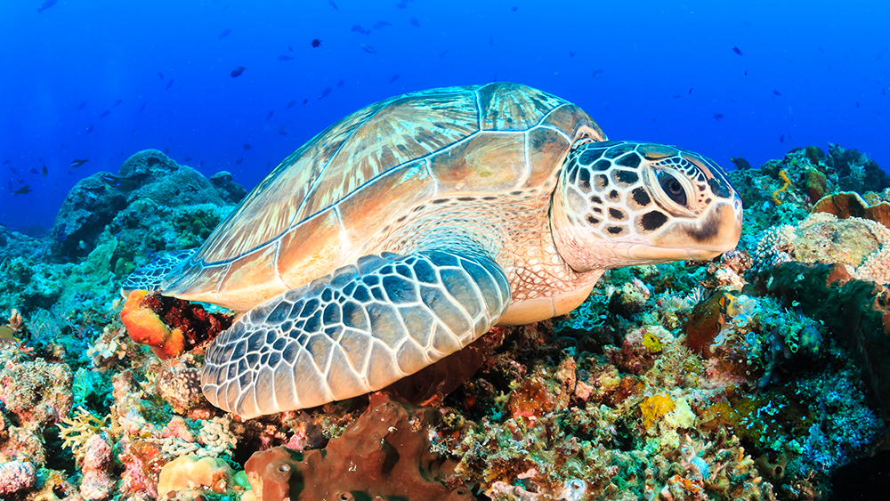 Green Turtle on a tropical coral reef.