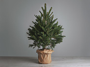 Potted Christmas tree wrapped in brown paper and tied with string, placed on a wooden floor against a grey background.