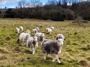 A flock of sheep grazing in a grassy field, by Mendip Hills National Landscape.