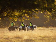 Group of people riding horses in a field on a beautiful autumn morning, UK.