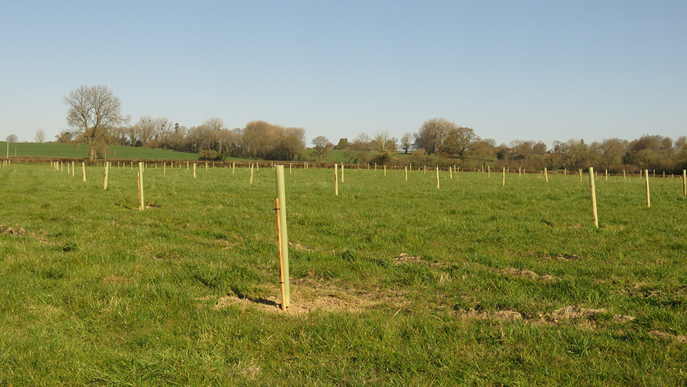 Orchard Planting at Yew Tree Farm.