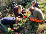 People collecting Starved Wood Sedge during a field task, kneeling in grass beside a fence with tools and markers.