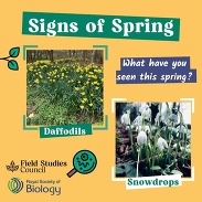 Graphic titled “Signs of Spring” featuring blooming daffodils & snowdrops with Field Studies Council & Royal Society of Biology logos.