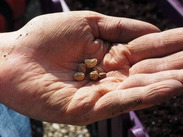 An older person waters garden plants with a child beside them in a lush, green outdoor garden.