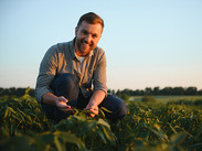 An Agronomist inspecting soya bean crops growing in the farm field.