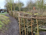 Community-laid hedgerow with hazel stakes and woven binders at Long Run Meadow, showing winter hedge laying, by Adrian Blackmore