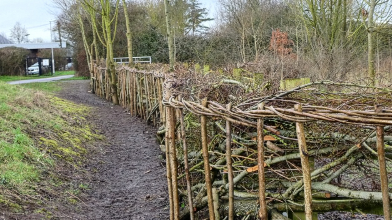 Community-laid hedgerow with hazel stakes and woven binders at Long Run Meadow, showing winter hedge laying, by Adrian Blackmore