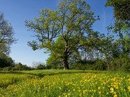 Mature tree in the Overleigh Charitable Trust orchard, standing in a meadow of yellow wildflowers beneath a clear blue sky.