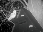 Night-time camera image of an owl perched on a nest box fixed to a tree, captured as part of a farm wildlife conservation project.