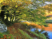 Autumn woodland scene with overhanging trees and golden leaves beside a calm river, sunlight reflecting on the water.