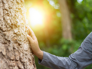 Hand touches tree bark in sunlight, with warm glow and green forest background suggesting nature and environmental connection.