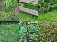 Grid of six images showing grass, wildflowers, shrubs, a bench and strawberry plant, separated by thin white lines.