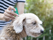 Dog receiving spot‑on flea treatment applied to the neck by a person outdoors, with soft green background.