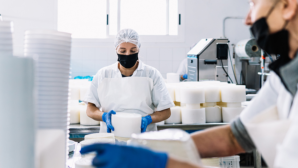 Worker in a food production facility handling large rounds of cheese on a packaging line, with colleagues operating machinery in the background.