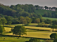 Rolling green fields with grazing cattle, hedgerows and wooded hills forming a patchwork rural landscape in the countryside.