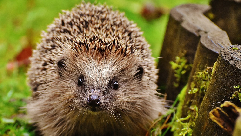 Hedgehog standing on grass beside moss-covered wooden edging, photographed close-up in a garden setting.