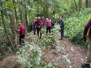 Group of volunteers removing laurel shrubs and branches in a wooded area to help restore native habitat.