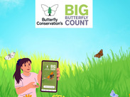 Big Butterfly Count promotional graphic showing butterflies in a wildflower meadow and a smartphone displaying the counting app.