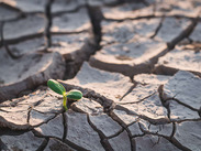 Small green seedling emerging from cracked, dry soil, symbolising resilience and recovery.