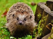 Hedgehog standing on grass beside moss-covered wooden edging, photographed close-up in a garden setting.