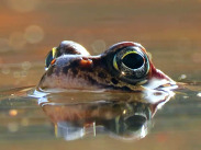 Close-up of a frog with large eyes partially submerged in water, reflected on the surface against a softly blurred background.