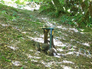 Female pine marten with 4 kits exploring woodland on Exmoor. Courtesy of Exmoor National Park.