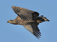 White-tailed eagle spreads its wings after release on Exmoor, marking the species’ return to the National Park. Courtesy of Exmoor National Park.
