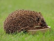 Hedgehog drinking from a shallow water bowl on green grass, highlighting the importance of providing water for wildlife.