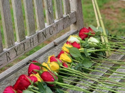 Red and yellow roses laid on the Afterlife bench in Taunton, creating a place for remembrance and quiet reflection.