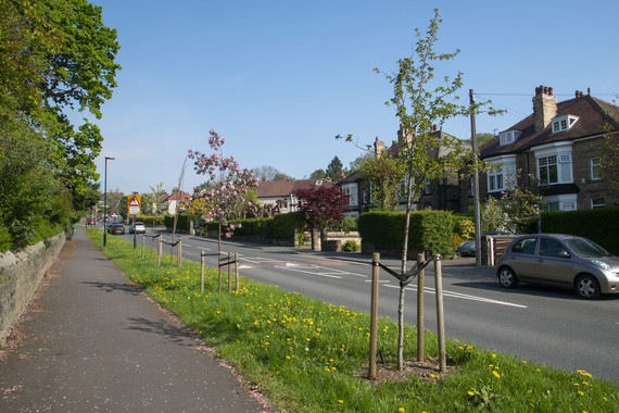 Street trees