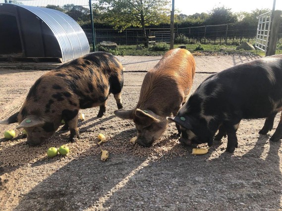 3 pigs eating at Graves Park Farm