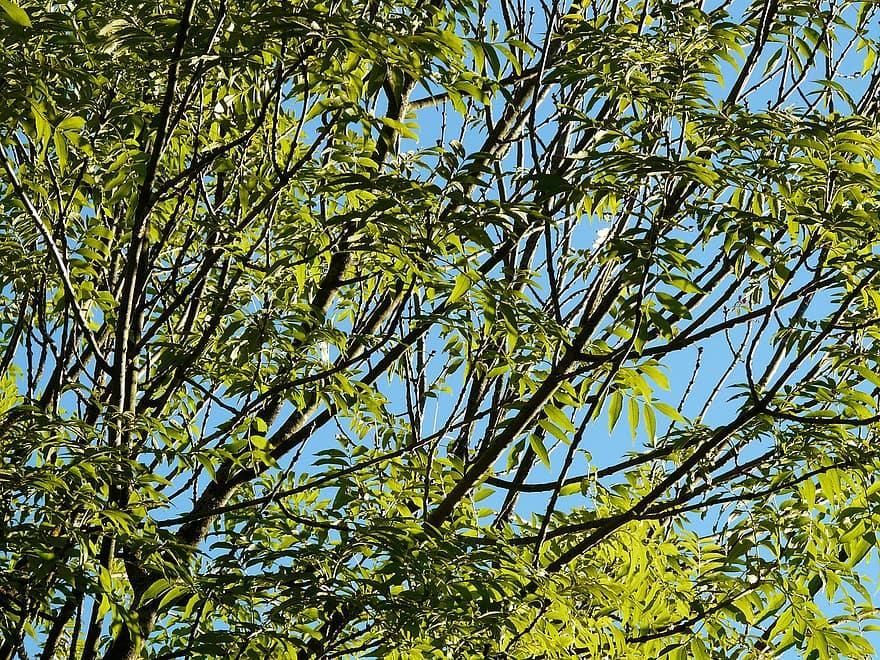 Ash tree branches and leaves